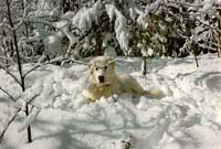 Picture: Mamut in snow