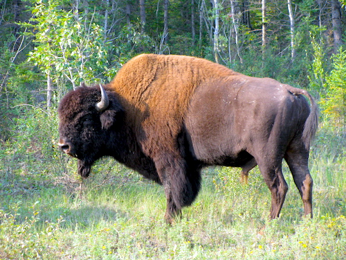 Bison at Wood Buffalo National Park