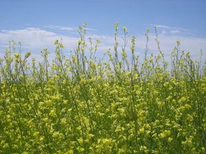 Caranita Crop