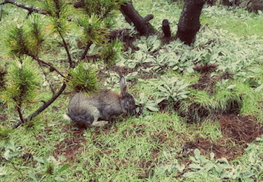 A brown rabbit is feeding on grass near a shrub at Royal Roads University