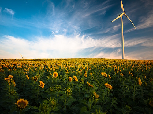 Sun flower and wind turbine