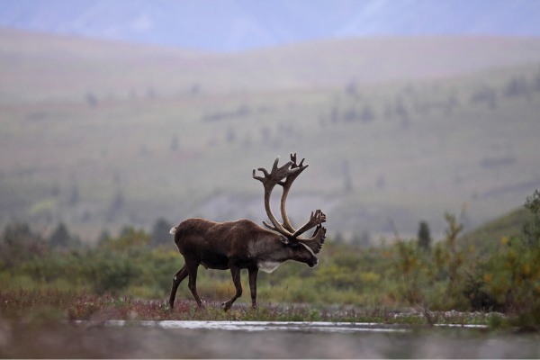 Caribou walking through peatland