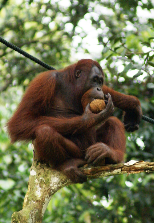 Orang_Utan,_Semenggok_Forest_Reserve,_Sarawak,_Borneo,_Malaysia.jpeg