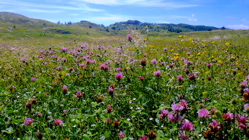 Wildflowers.jpg