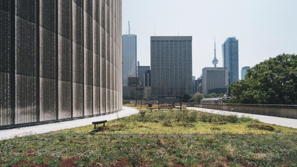 Green roof at Toronto's City Hall