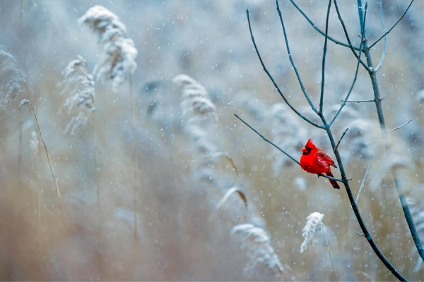 Red cardinal in snowy tree