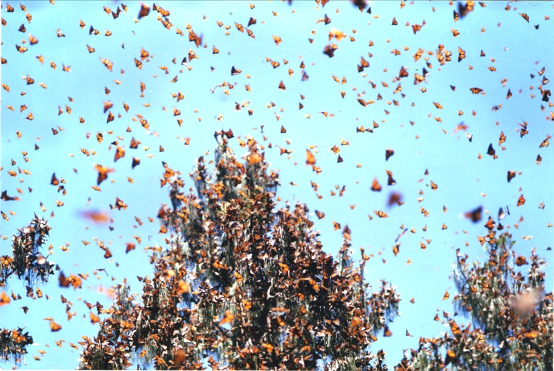 This breathtaking documentary illuminates the delicate balance between humans and nature in a region that is part of the protected monarch butterfly biosphere reserve.