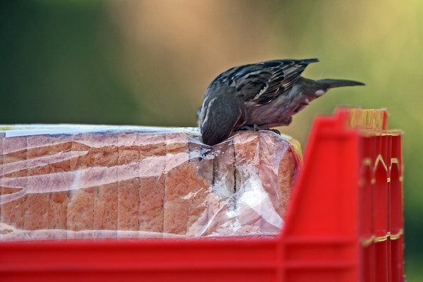 Shifting our social norms around packaging is key to fighting plastic pollution. Check out our latest blog exploring the plastic free aisle in a Netherlands supermarket.