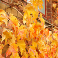 Fall leaves over brick building by Maroke from Getty Images/Canva