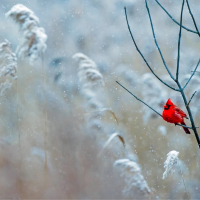 Red cardinal in snowy tree