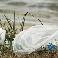 Plastic bag in grasses on beach