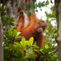 Orangutan hanging from tree in rainforest