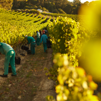 People harvesting vineyard