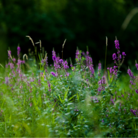 Purple loosestrife in field of grass