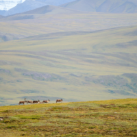 Caribou walking through tundra
