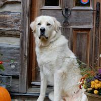 A dog with a pumpkin and flowers