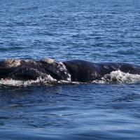 Environmental groups are arguing for further protections for right whales in the Gulf of St. Lawrence.