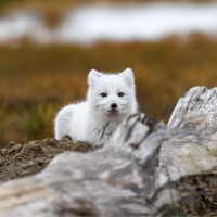 Arctic fox hiding behind log