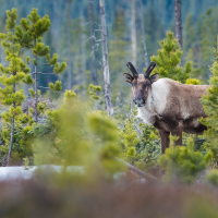 Caribou in evergreen forest