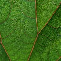 Leaf up close
