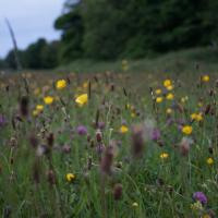 wildflower meadow