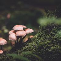 Fungi in mossy forest