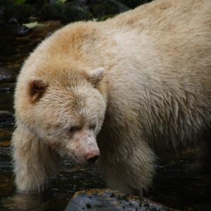 Biodiversity Loss as Dangerous as Climate Change