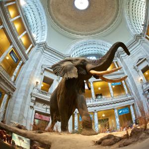 The highly-anticipated exhibit, Deep Time, illuminates how “Earth’s distant past is connected to the present and informs our future”.