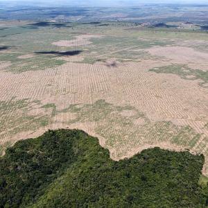 Amazon rainforest deforestation
