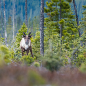 Woodland caribou in trees