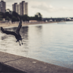 Crow flying in city