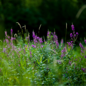 Purple loosestrife in field of grass