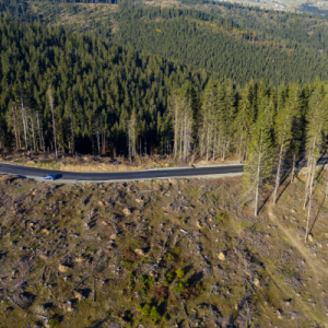 Road through deforested area