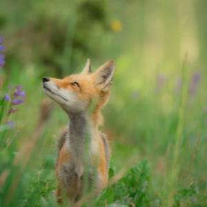 Red fox in purple wildflowers