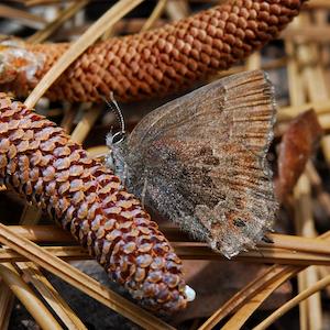 Butterfly perched on pinecone