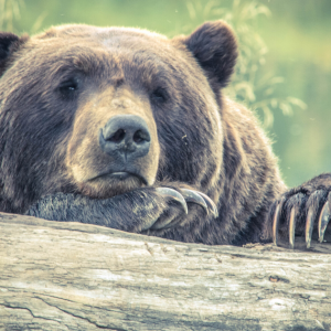 Grizzly bear leaning on log