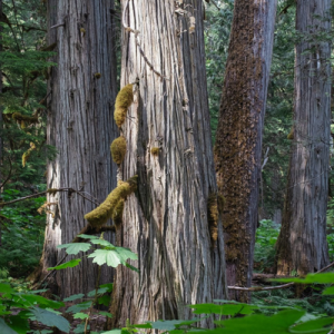 Louis Bockner - The Narwhal