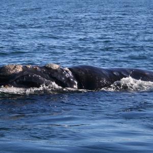 Environmental groups are arguing for further protections for right whales in the Gulf of St. Lawrence.
