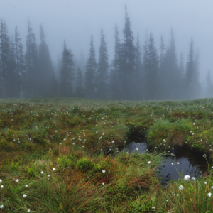 Foggy peatland with white flowers