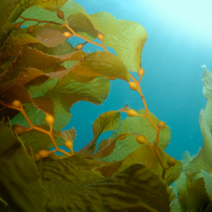 Yellow kelp underwater in ocean