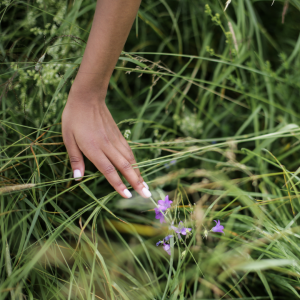 Hand touching purple flowers