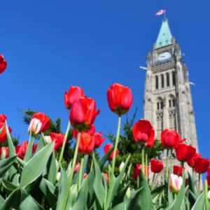 Red tulips in Ottawa, Canada