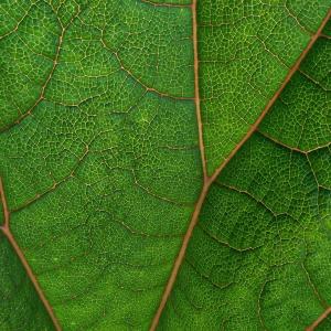 Leaf up close