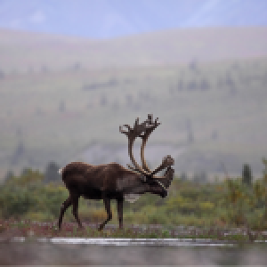 Caribou walking through peatland