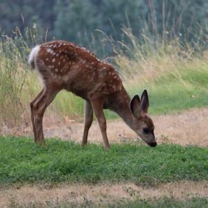 Fawn eating grass