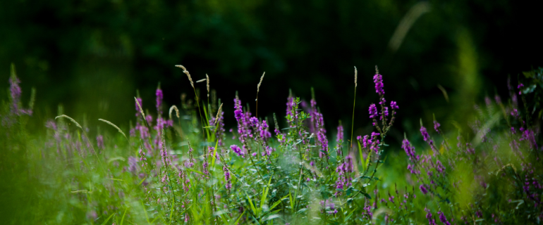 Purple loosestrife in field of grass