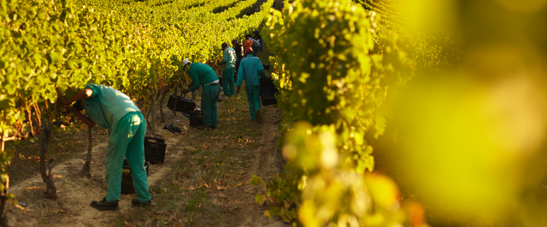 People harvesting vineyard