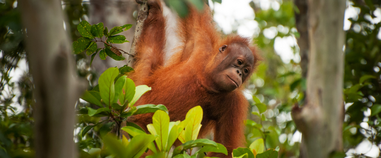 Orangutan hanging from tree in rainforest