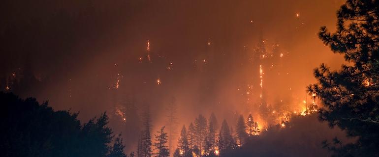 Forest fire