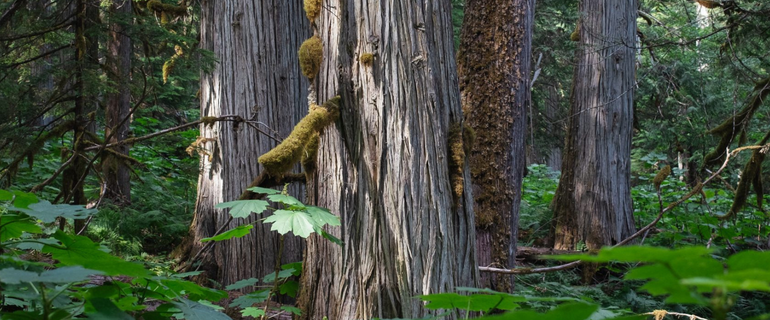 Louis Bockner - The Narwhal